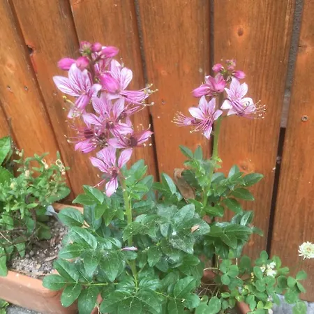 בית הארחה Zur Freiheit 3*