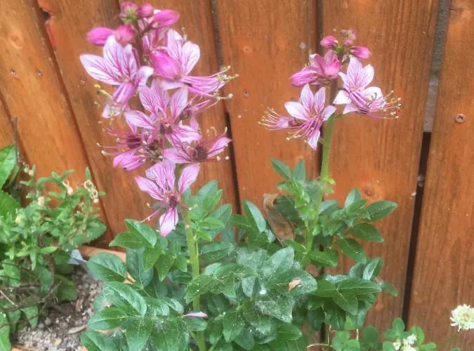 Pensjonat Zur Freiheit 3*